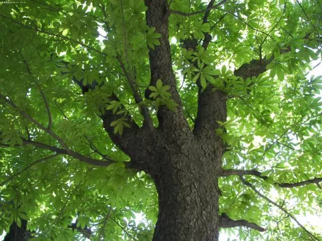 种植绿化树利润如何_种植绿化树致富_种植园林绿化树种致富