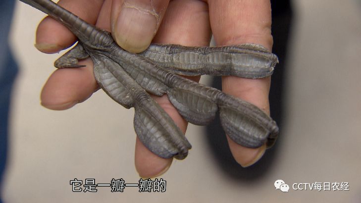 养殖鸡致富经视频_致富经养产蛋鸡视频全集_农业节目致富经养殖鸡视频