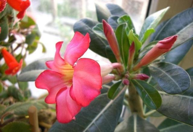 玫瑰种植技术花籽怎么种_玫瑰花籽种植技术_玫瑰花籽种植方法