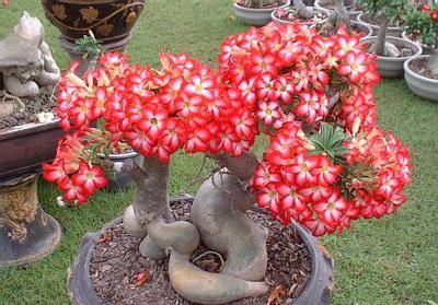 玫瑰花籽种植方法_玫瑰种植技术花籽怎么种_玫瑰花籽种植技术