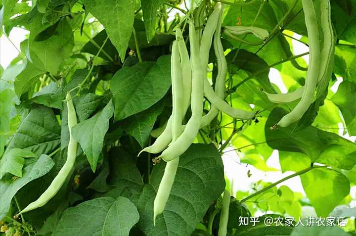 豆角露地栽培技术视频_种植露地技术豆角技术要求_露地豆角种植技术