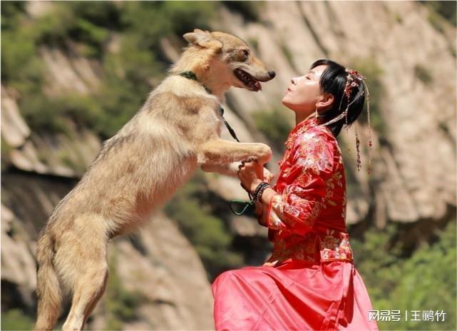 人工养狼有什么经济价值_人工养殖狼崽出售_人工养狼致富经