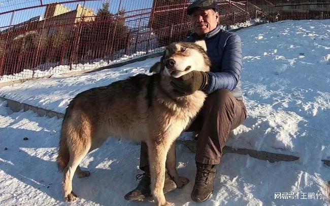 人工养殖狼崽出售_人工养狼有什么经济价值_人工养狼致富经