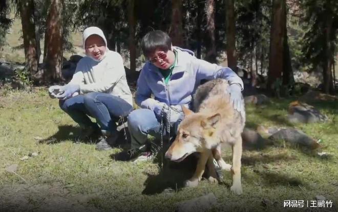 人工养殖狼崽出售_人工养狼致富经_人工养狼有什么经济价值