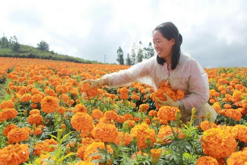 适合农村创业致富花卉种植_花卉致富村庄种植图片_村庄种植花卉致富