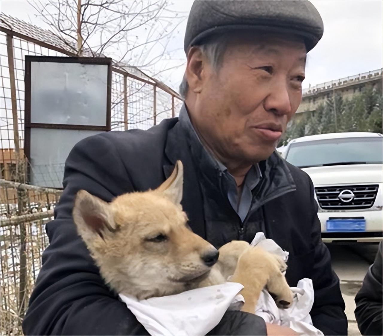 有人工养殖的狼吗_人工养狼致富经_人工饲养狼多少钱一只