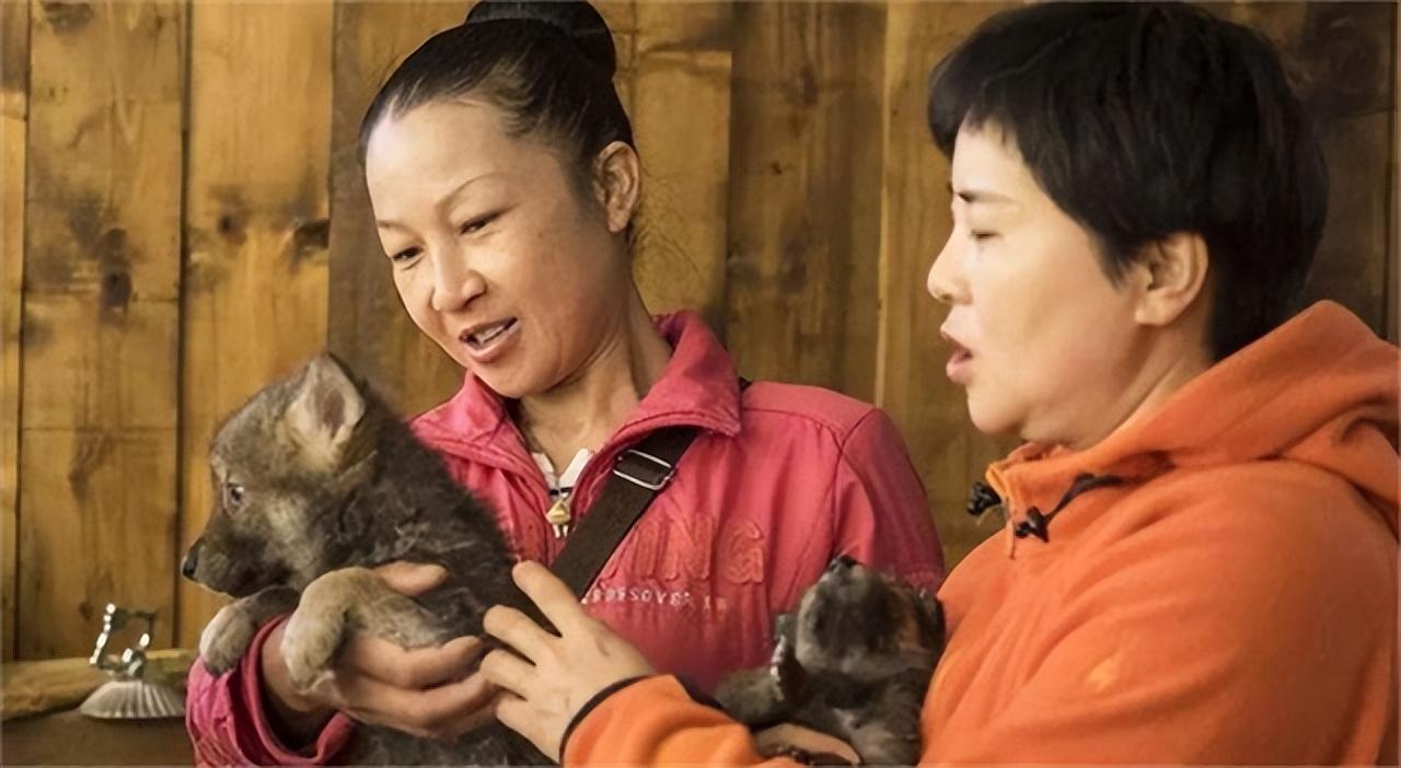 有人工养殖的狼吗_人工饲养狼多少钱一只_人工养狼致富经