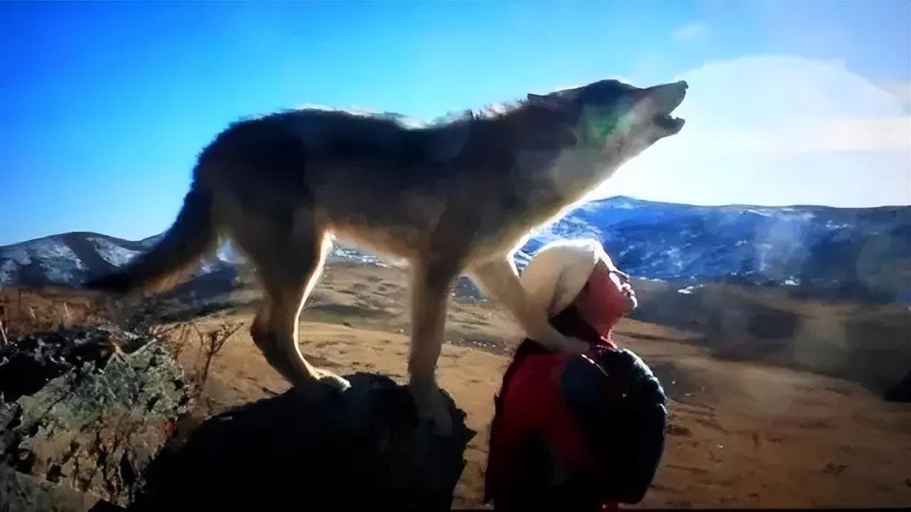 有人工养殖的狼吗_人工饲养狼多少钱一只_人工养狼致富经