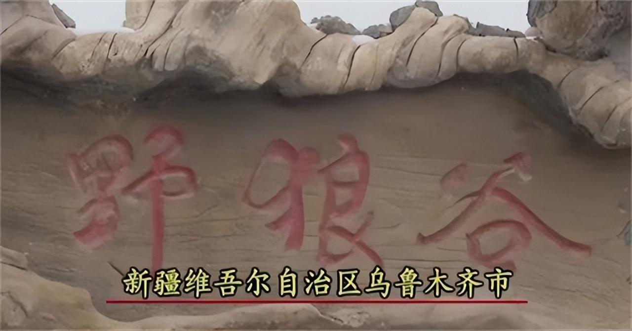 有人工养殖的狼吗_人工饲养狼多少钱一只_人工养狼致富经