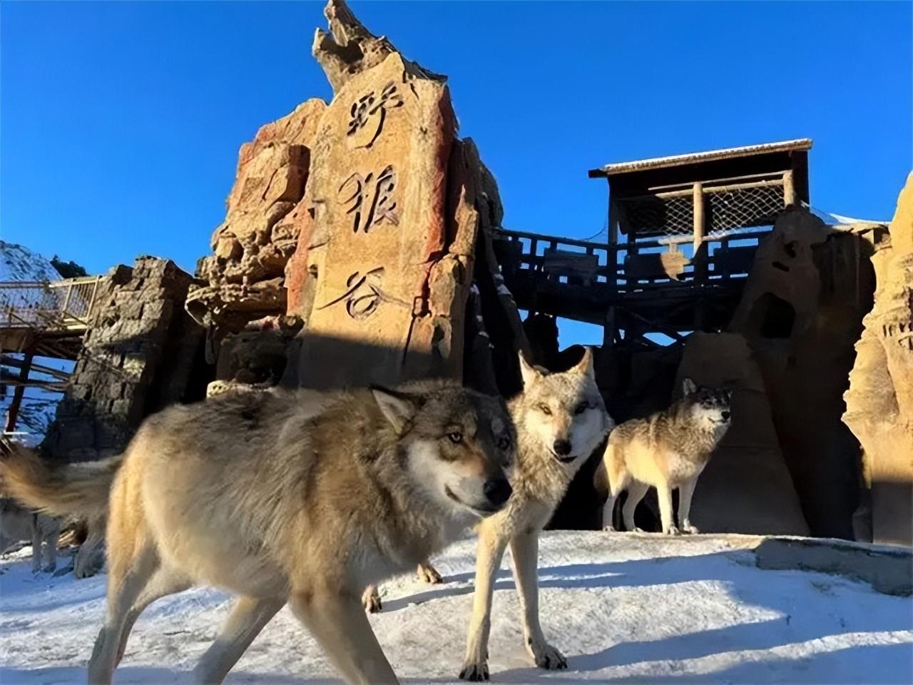 人工饲养狼多少钱一只_人工养狼致富经_有人工养殖的狼吗