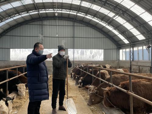 犏牛养殖致富_致富养牛牛人_致富养牛创业视频