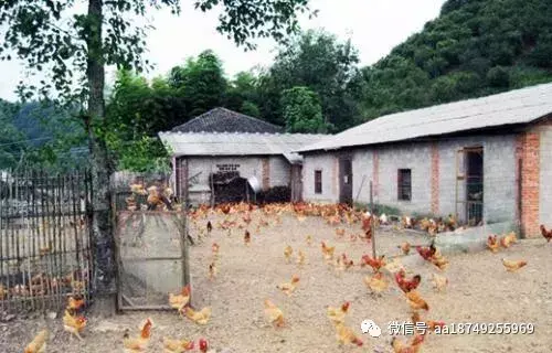 散养蛋鸡养殖技术视频_散养蛋鸡的养殖技术_散养蛋鸡养殖成本与利润