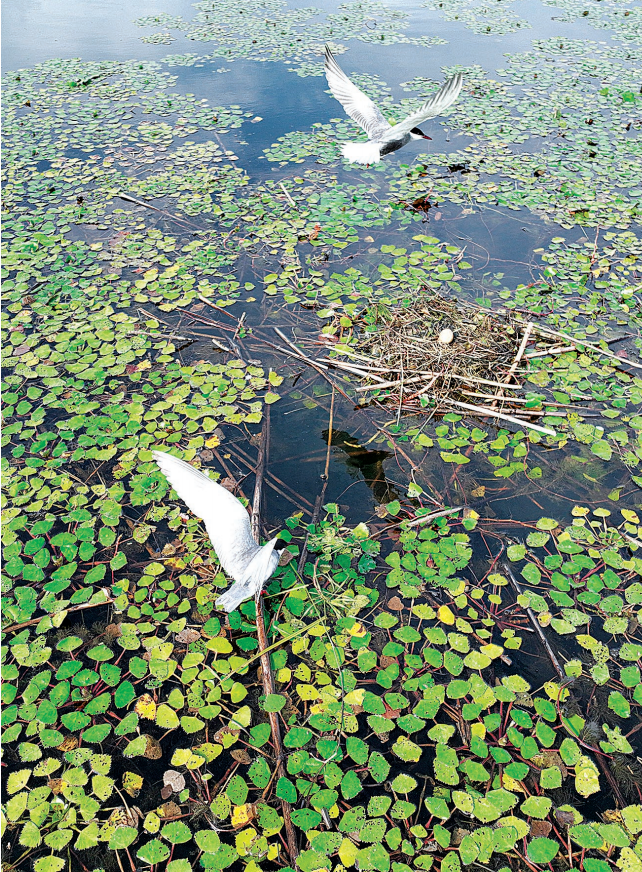 “湿地四宝”是武汉湿地保护级别最高的野生植物