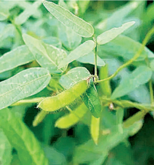 野生植物品种_野生栽培品种_致富经种野生植物