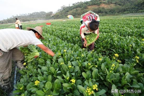 白菜夏天怎么露天种植方法_春白菜露天种植技术_露天白菜栽培技术