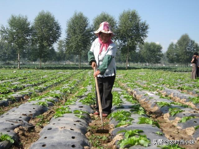 春白菜露天种植技术_白菜夏天怎么露天种植方法_露天白菜栽培技术