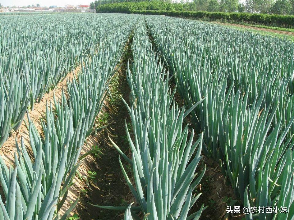 露天白菜栽培技术_白菜夏天怎么露天种植方法_春白菜露天种植技术