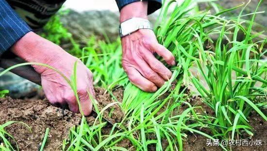 露天白菜栽培技术_白菜夏天怎么露天种植方法_春白菜露天种植技术