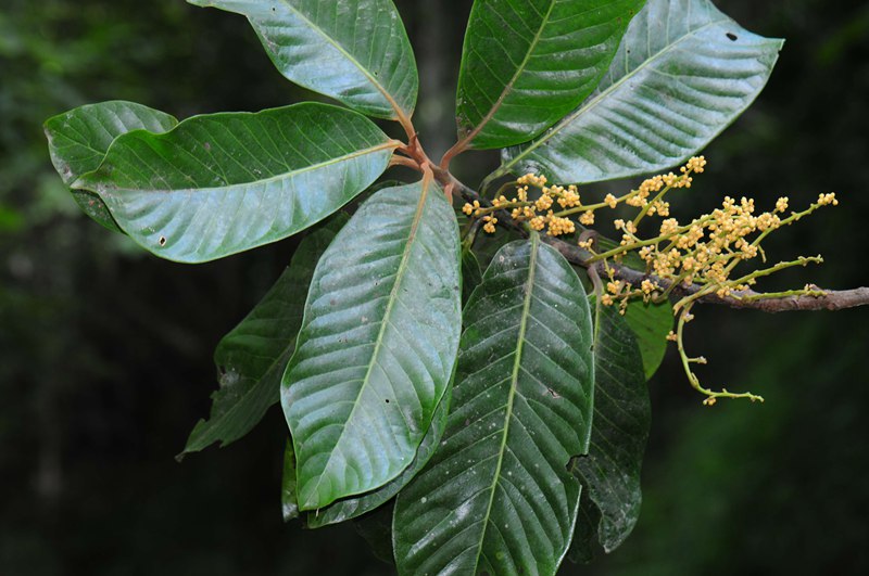 种植野生植物_致富经种野生植物_野生栽培品种