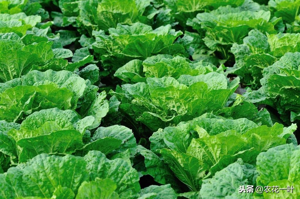 露天种植白菜每亩产量多少_白菜夏天怎么露天种植方法_春白菜露天种植技术