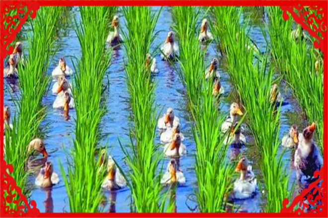 种植养殖致富方案_致富养殖好项目大全_致富养殖种植方案范文