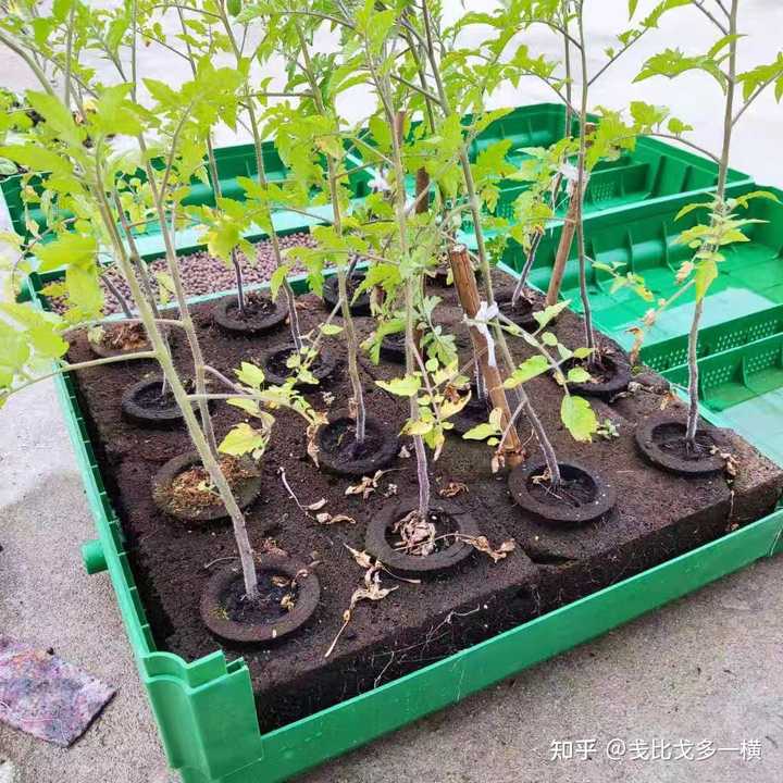 在阳台种菜时应该选择什么样的蔬菜？