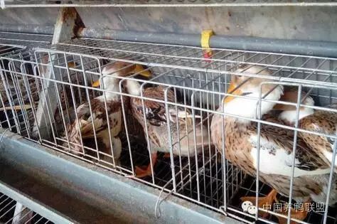 鸭子养法关键技术_养殖水鸭子技术_鸭子养殖技术视频
