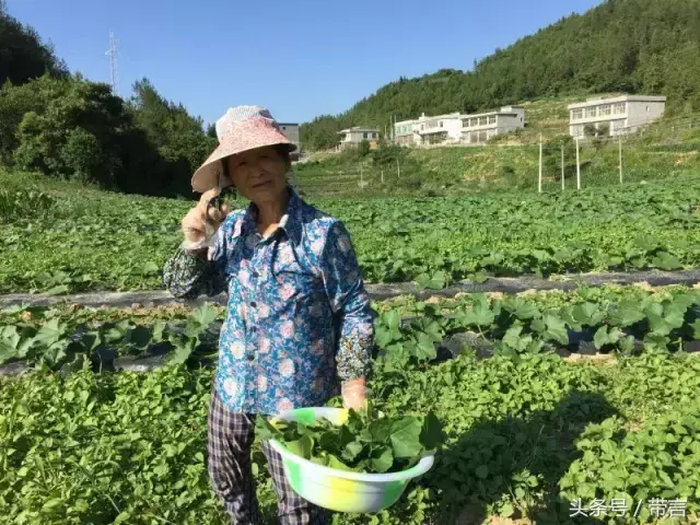 海南种南瓜值钱吗_海南瓜的种植方法_海南南瓜种植技术视频