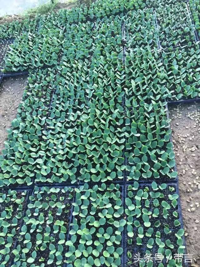 海南瓜的种植方法_海南种南瓜值钱吗_海南南瓜种植技术视频