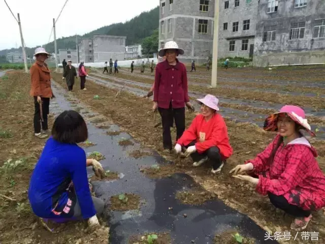 海南南瓜种植技术视频_海南种南瓜值钱吗_海南瓜的种植方法
