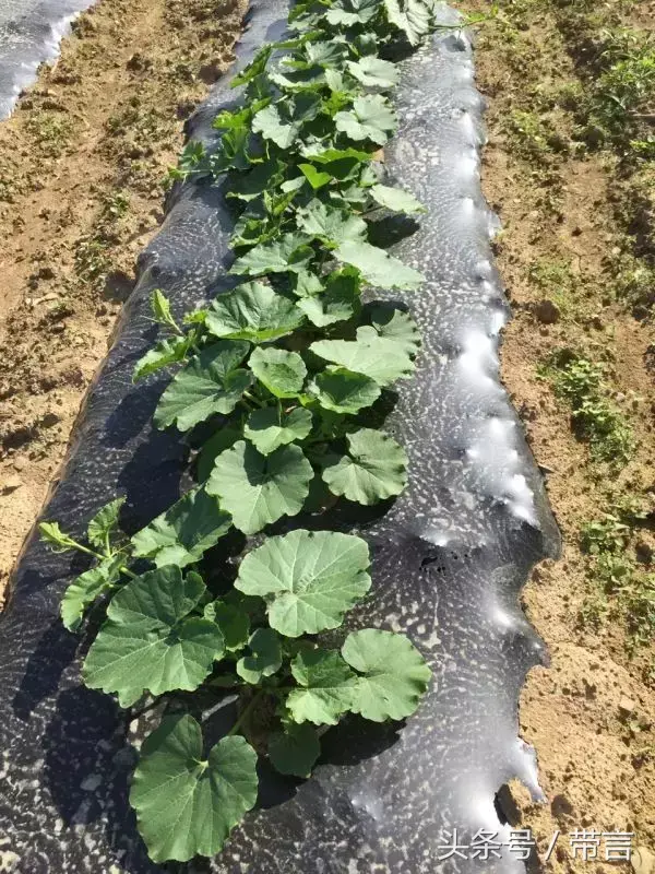 海南种南瓜值钱吗_海南瓜的种植方法_海南南瓜种植技术视频