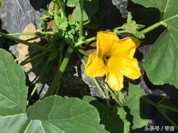 海南种南瓜值钱吗_海南南瓜种植技术视频_海南瓜的种植方法