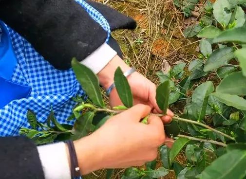 衢州种植致富茶_浙江衢州产茶叶吗_致富种植衢州茶树