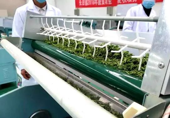 衢州种植致富茶_浙江衢州产茶叶吗_致富种植衢州茶树