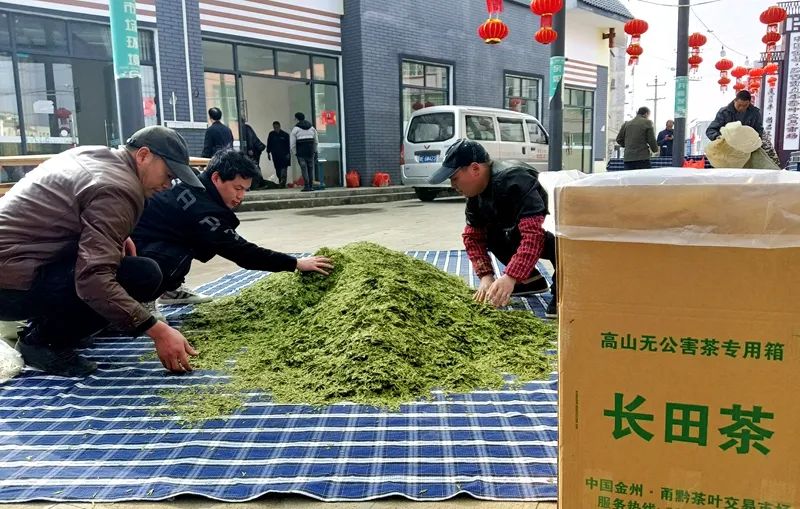 衢州种植致富茶_致富种植衢州茶树_浙江衢州产茶叶吗