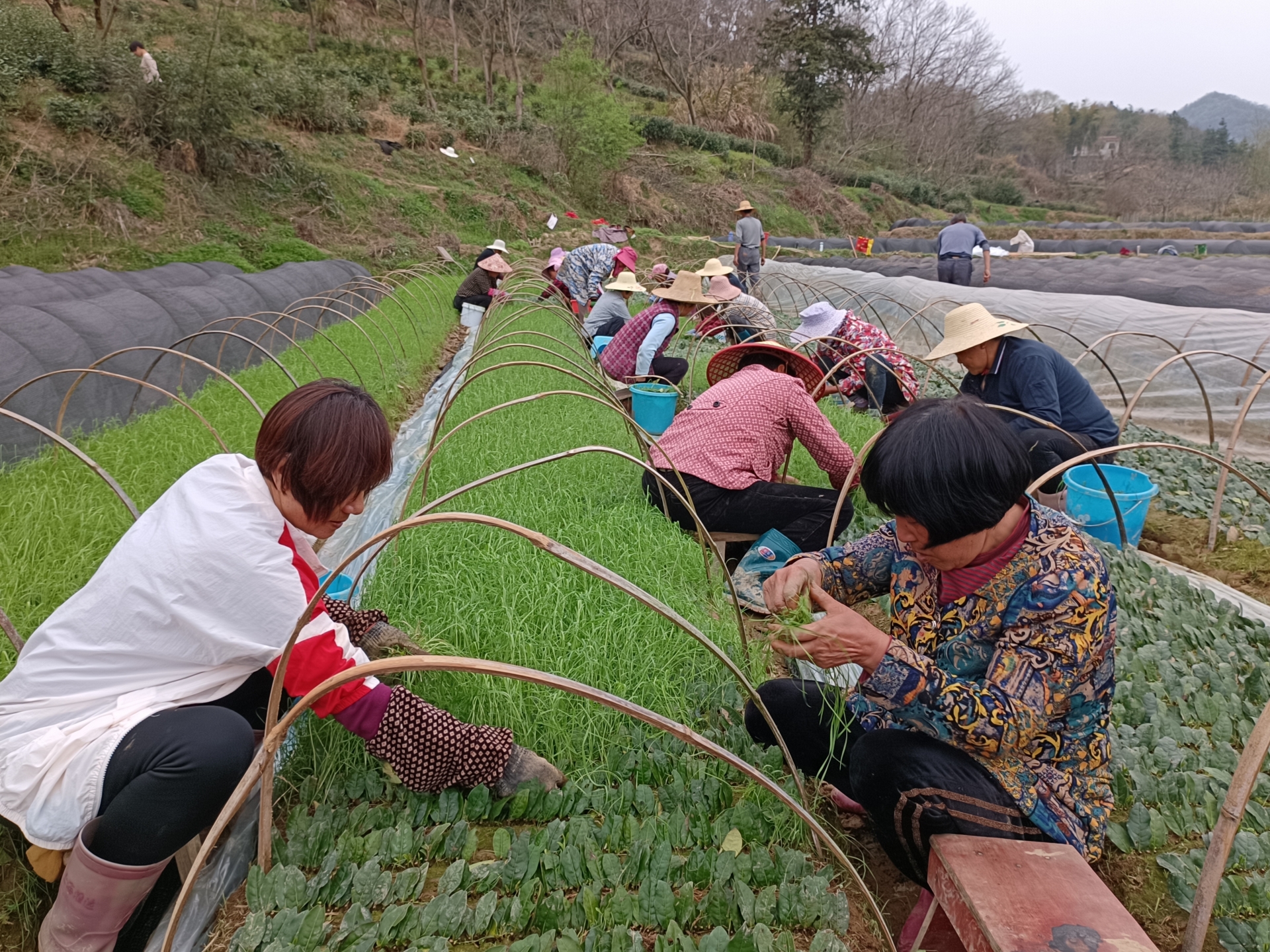 致富种植衢州茶怎么样_衢州种植致富茶_衢州的茶叶品种