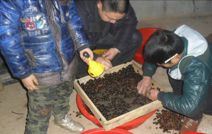 养殖致富蟑螂_养蟑螂致富视频_养蟑螂发家致富