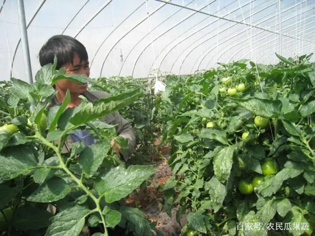 蔬菜种植技术知识大全_大棚水培蔬菜种植技术_蔬菜的种植技术