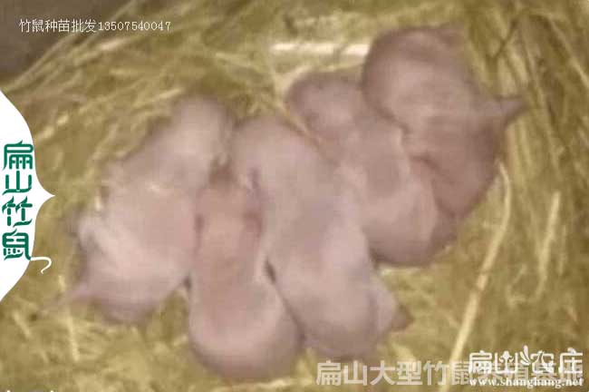 广西大中的竹鼠种苗批发中心