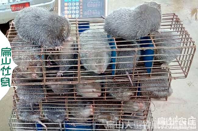 广西竹鼠养殖户的悲歌_广西竹鼠养殖现状_广西竹鼠的养殖技术