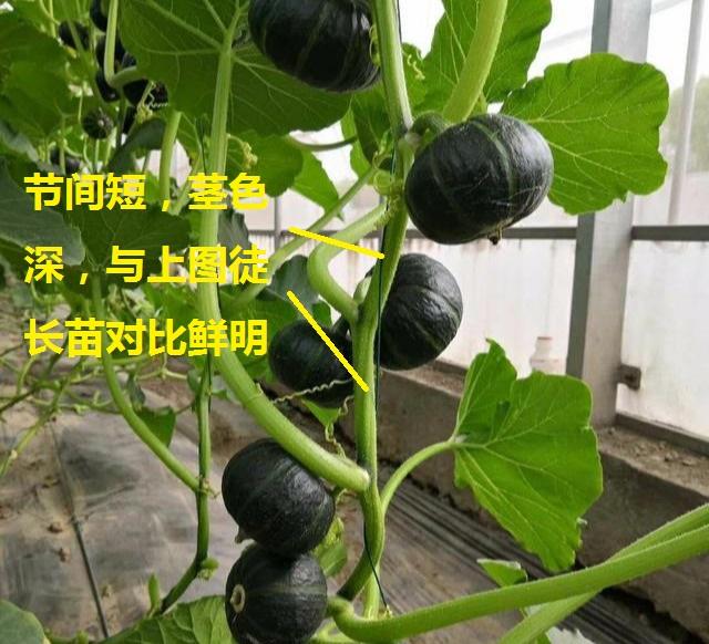 海南南瓜种植技术视频_海南瓜怎样栽培才能高产_海南种南瓜值钱吗