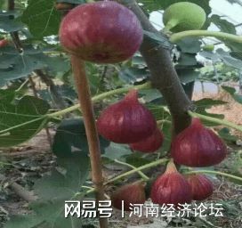 农村致富种植项目_农民致富种植项目_农村集体种植致富
