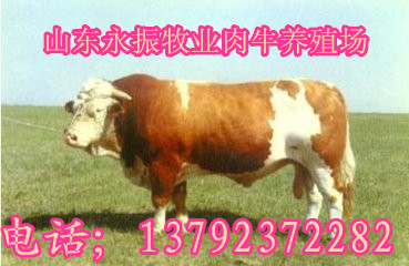 云南禄劝彝族苗族自治养牛效益分析，肉牛好养吗