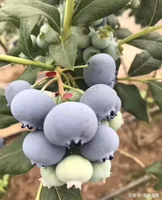 大棚种植改善措施_大棚种植更新技术有哪些_大棚种植技术有更新