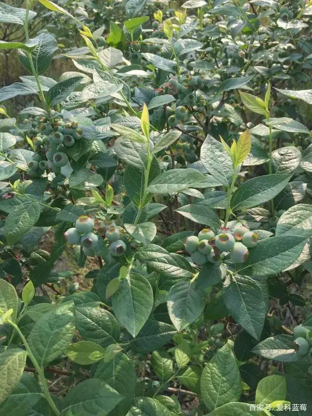 大棚种植更新技术有哪些_大棚种植技术有更新_大棚种植改善措施