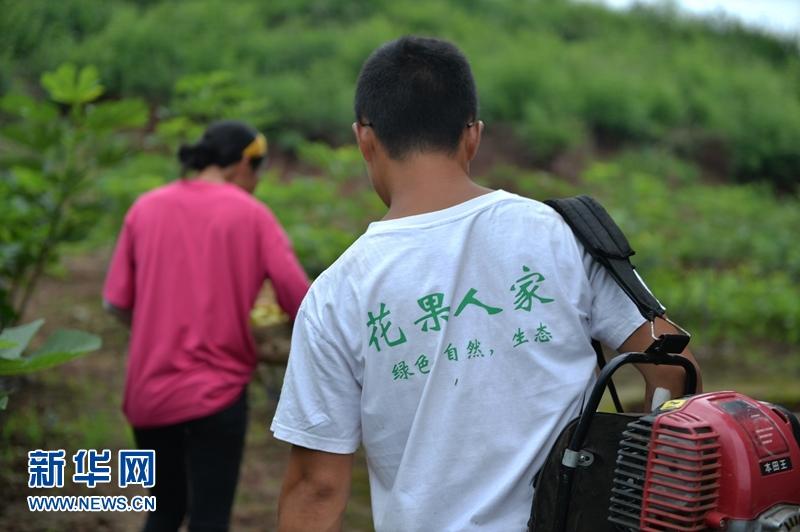 无花果的高产栽培技术_无花果怎样栽培产量才高产_致富经无花果高产栽培技术