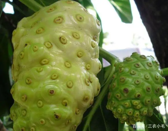 诺尼果的种植技术_诺尼果好吃吗_诺尼果怎么吃