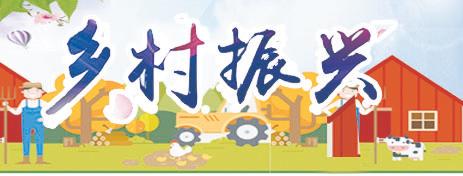 【乡村振兴】“小蒜黄”铺就致富路
