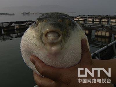 河豚鱼养殖技术致富经_致富养殖河豚鱼技术要求_养殖河豚需要什么条件