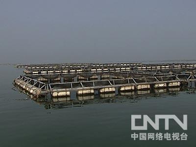 河豚鱼养殖技术致富经_致富养殖河豚鱼技术要求_养殖河豚需要什么条件